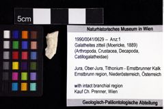 Foto (Objket + Etiketten) von Galatheites zitteli (Moericke, 1889) 